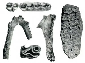 coppens